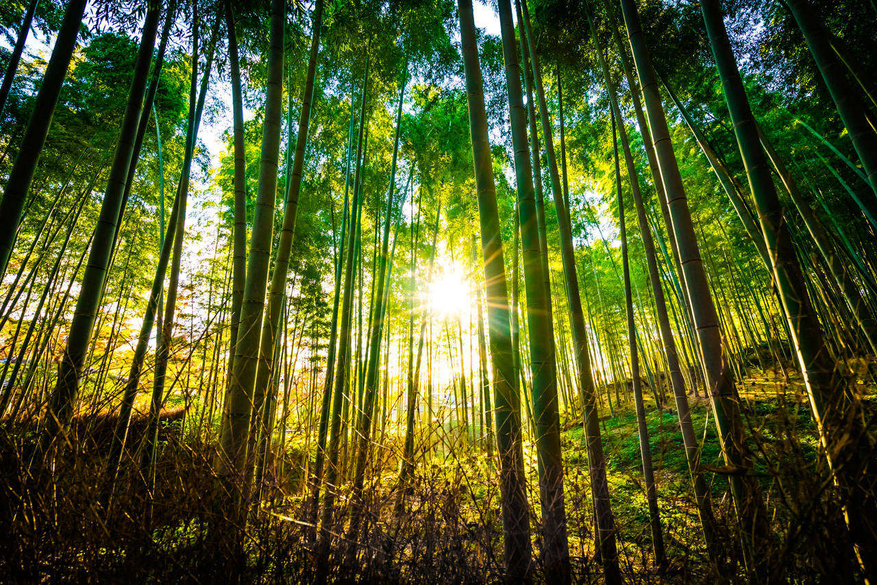 L’aquaponie pour reproduire des forêts à l’infini